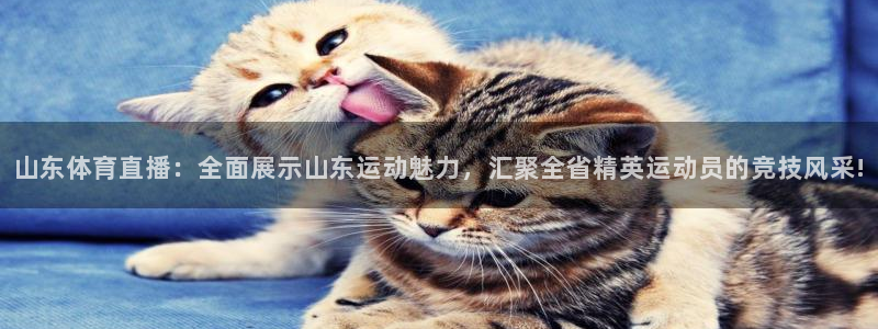 五星体育重播：山东体育直播：全面展示山东运动魅力，汇聚全省精英运动员的竞技风采!